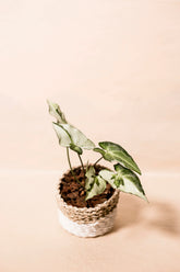 Syngonium "Three King"